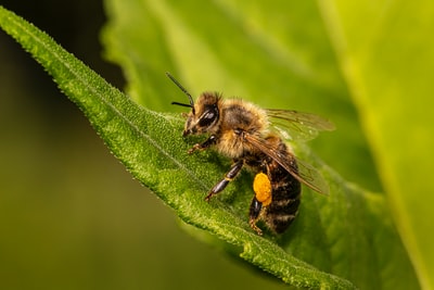 black and yellow bee on green leaf